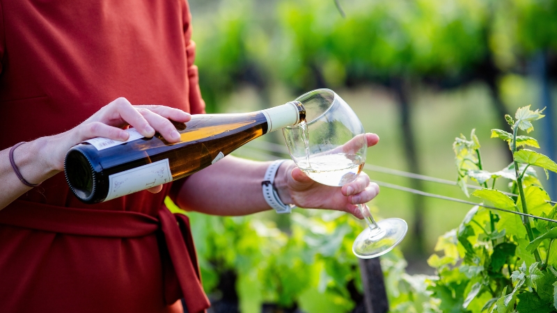 Osoba u crvenoj haljini sipa belo vino u čašu među zelenim redovima vinograda